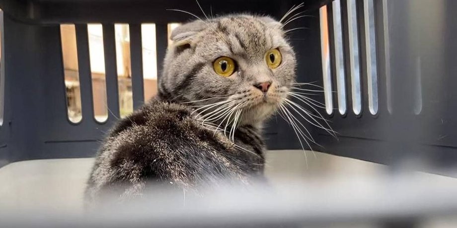 ирпень, кот, спасение животных, спасение кота, российская оккупация