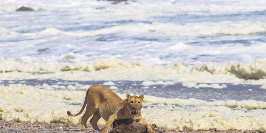 The Namibian Journal of Environment