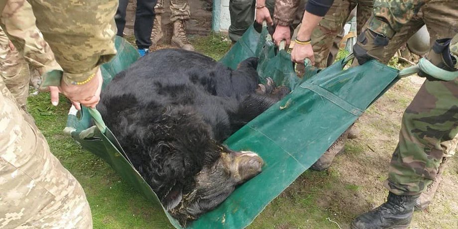 освобождение Лимана, спасли медведя, UAnimals, Арден, волонтеры, зоозащитники, оккупация