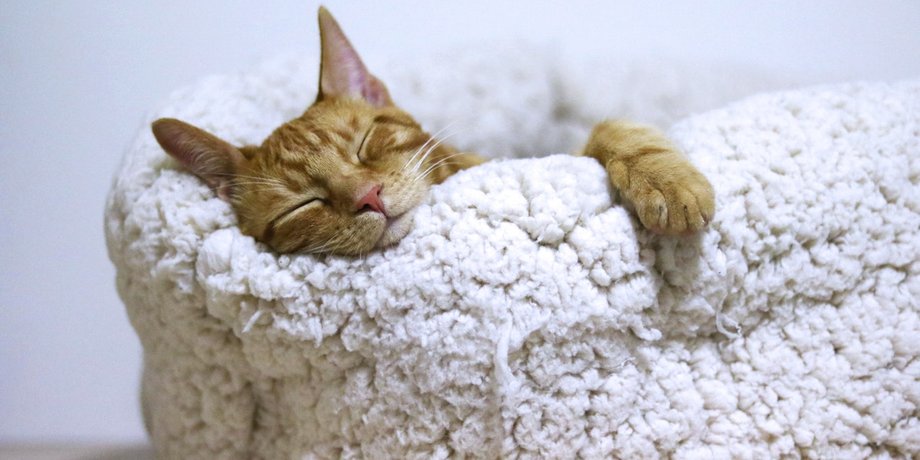 кошка, сон кошки, спать с кошкой