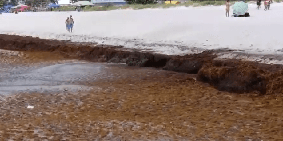 флорида, пляж, водоросли