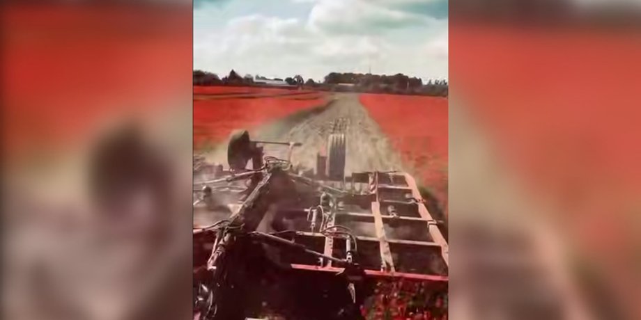 Маковое поле вблизи Ожидова Львовской области