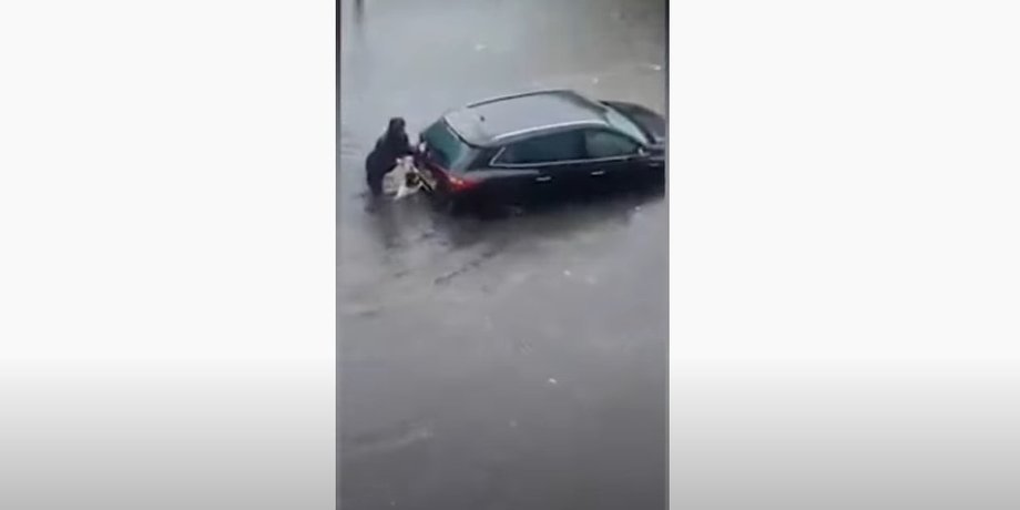 собака, машина, помощь