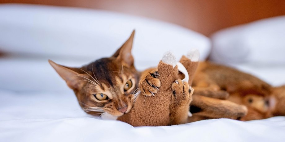 кошки, кошки домашние, мифы вокруг кошек