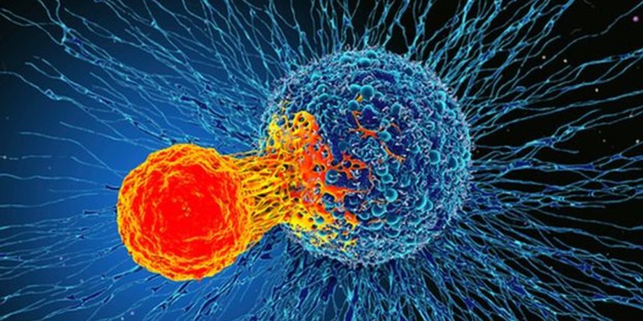 Т-клетка атакует раковую опухоль. Иллюстрация: Science Photo Library