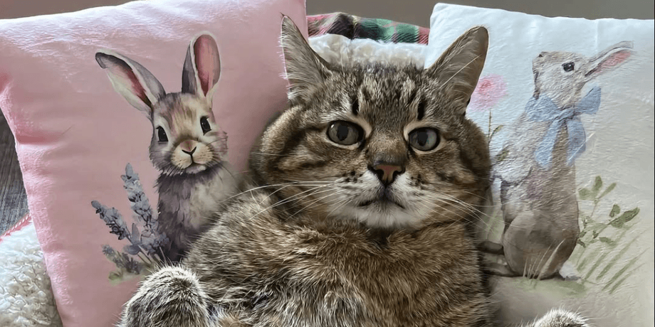 Кот Степан вышел на связь