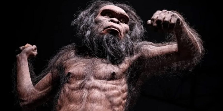 Homo habilis
