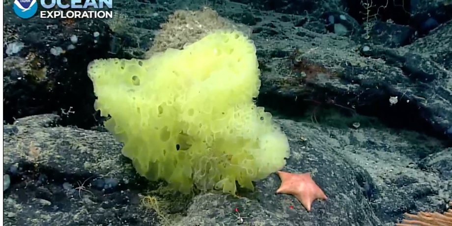Губка и морская звезда