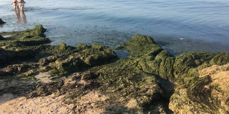 Водоросли на пляже