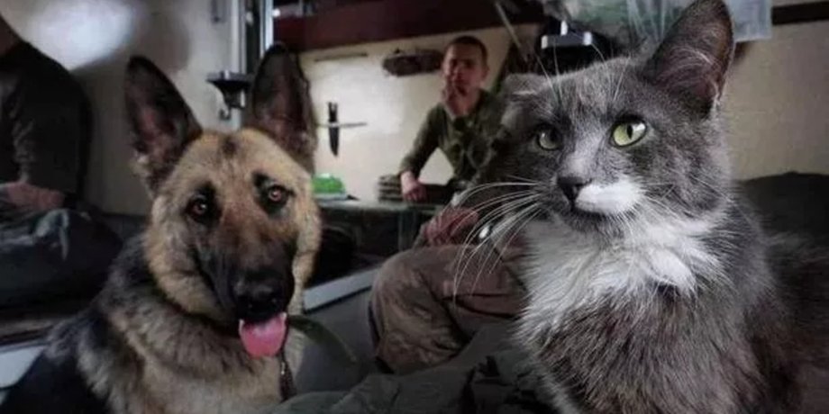 Военный спас кота в Украине, кот, военный, военнопленный, война в Украине, спас кота, спас животное, переехал в Британию