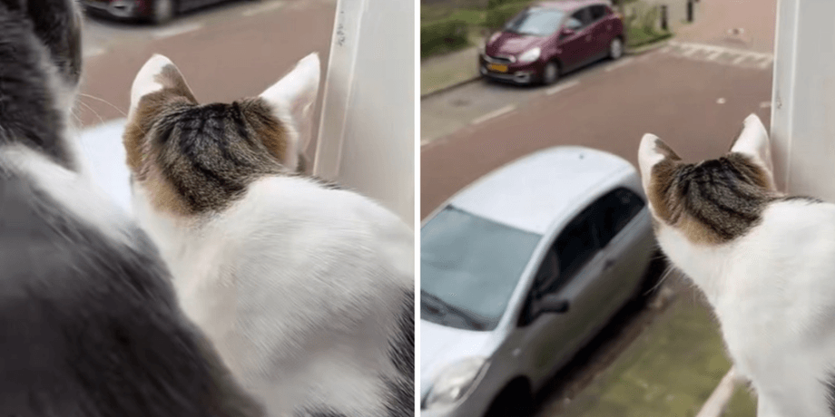 Коти
