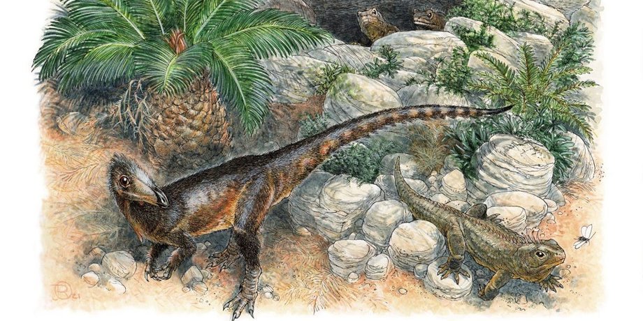 P. milnerae, камни, деревья, рисунок