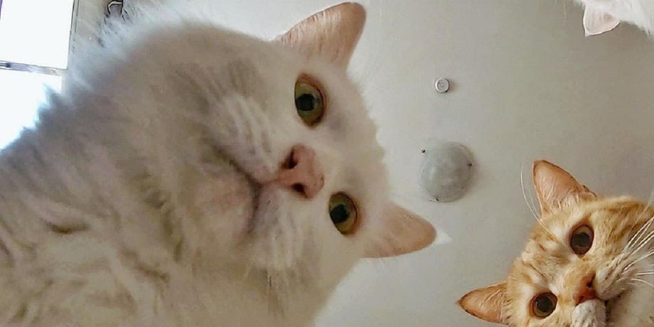 Мем, коты, Дарья Бородулина