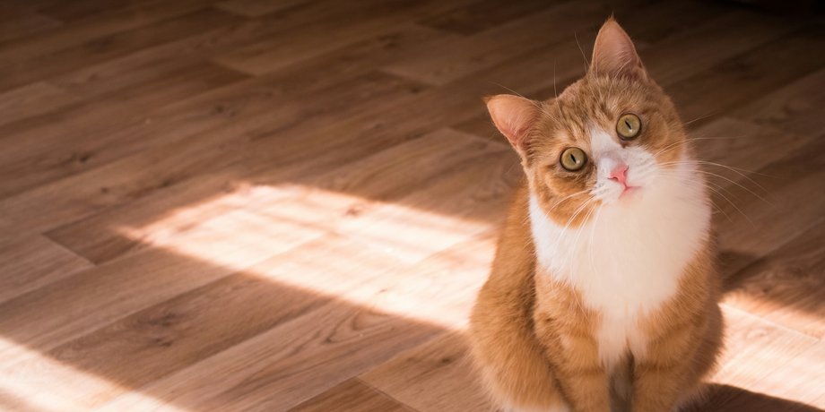 що дратує котів