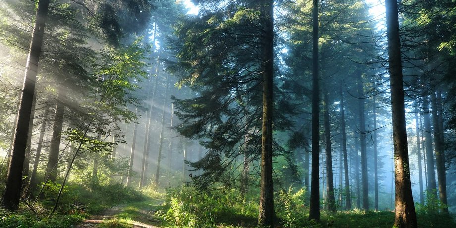 На Земле растет более 3 трлн деревьев / Фото: newskif.su