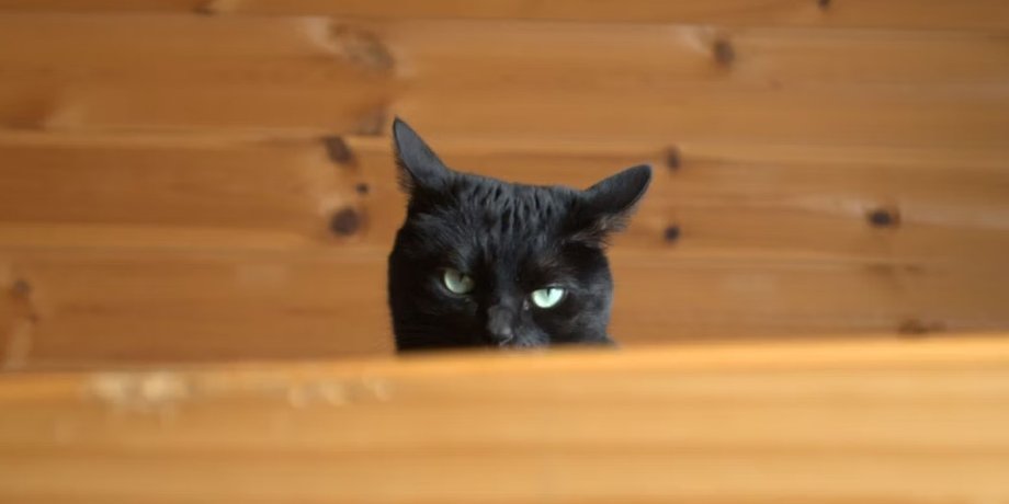 кошки, взгляд кошки, кошки смотрят в пустоту