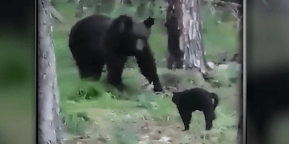 Кот прогнал медведя в лес