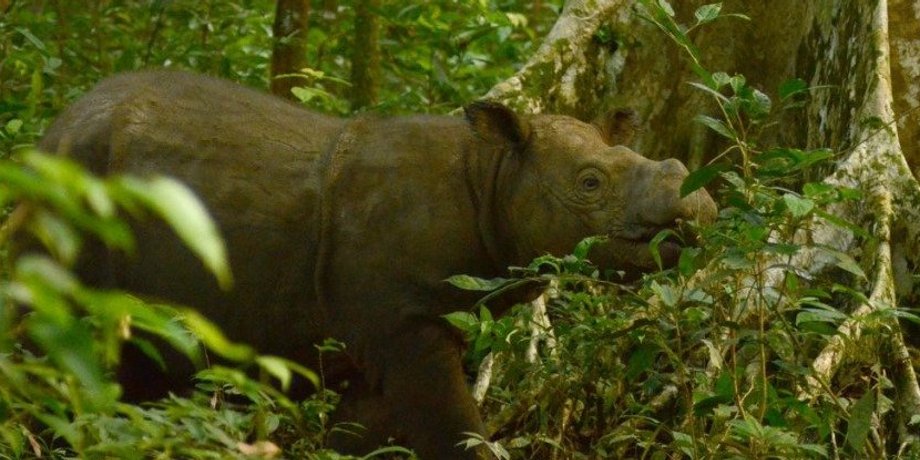 International Rhino Foundation