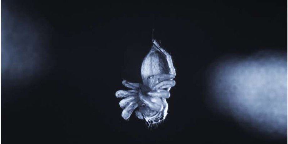 павук, сон