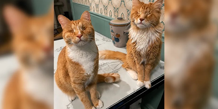 коти породи гері та шеггі