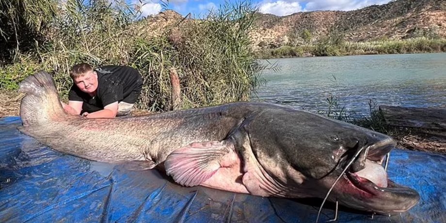Мальчик поймал 69 килограммового сома, сом, огромная рыба, речной гигант, новый рекорд, гигантская рыба, улов, рыбалка, рыбалка с семьей