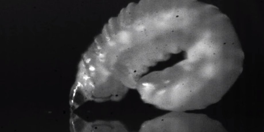 Скриншот / youtube.com /  Science Magazine
