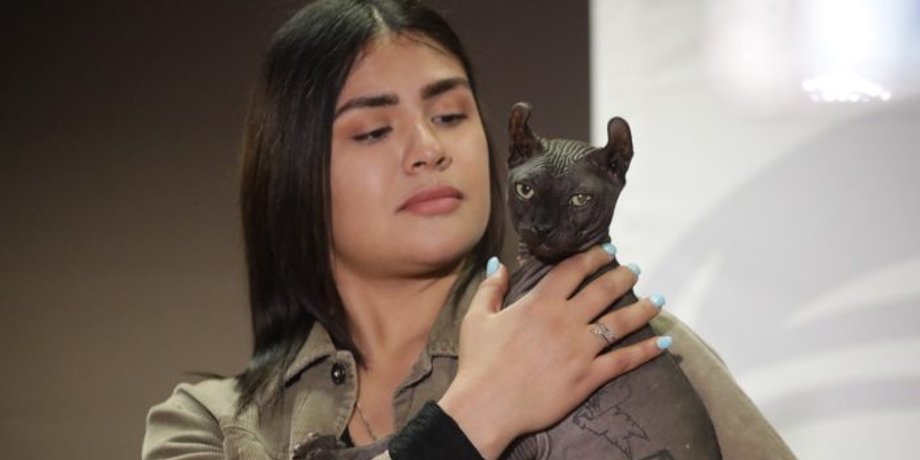 кот сфинкс, мексиканский наркокартель, кот татуировка, кот