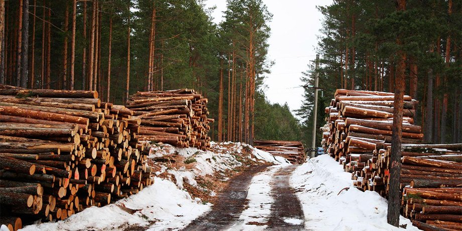 дрова, лес, рубка лес