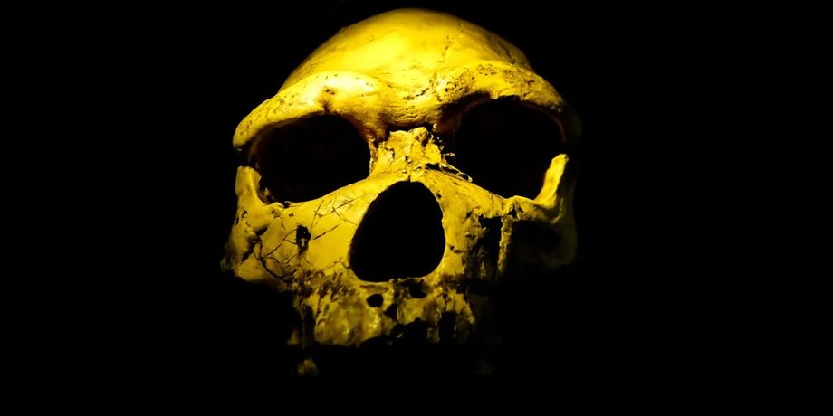 Homo erectus