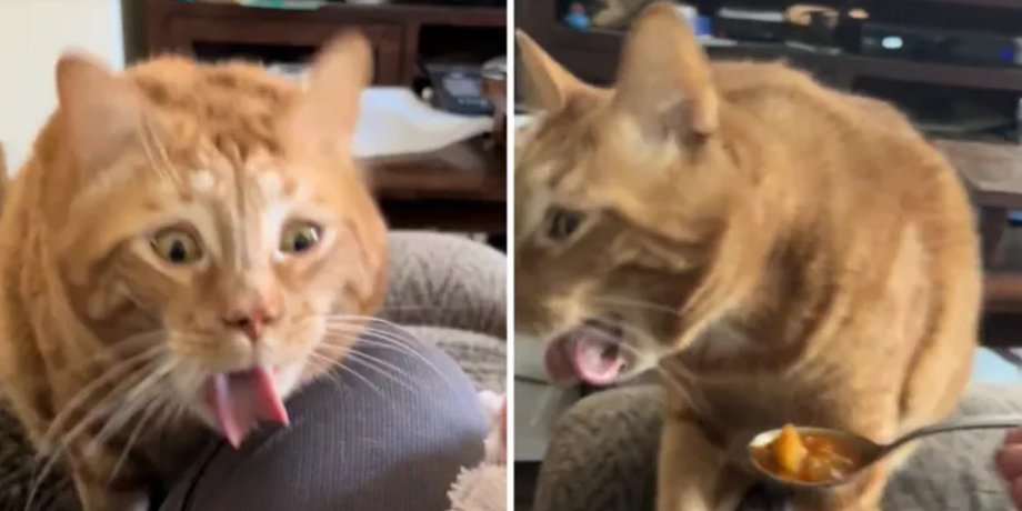 Кот пробует еду, звезда соцсетей, TikTok, кот по кличке Майло, кот блюет, кота тошнит, реакция на еду, кот-критик, рыжий кот, вирусное видео