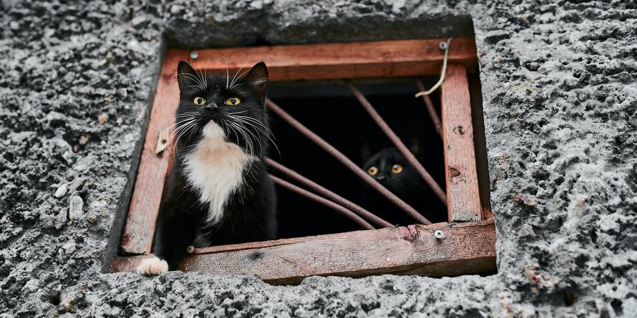 коты в подвале, защита домашних животных, наказание для живодеров,