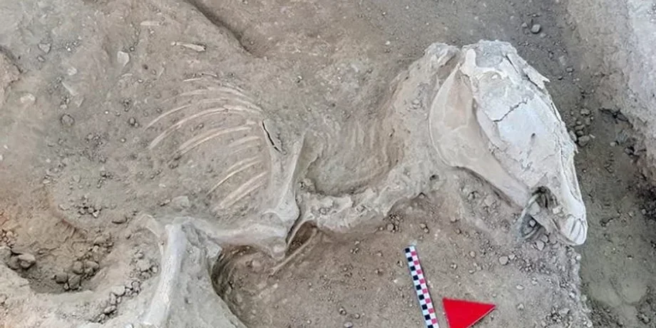 Урартская археология, Находки в замке Чавуштепе, останки лошади, древняя культура, Артефакты урартского периода, Раскопки замка Чавуштепе, история