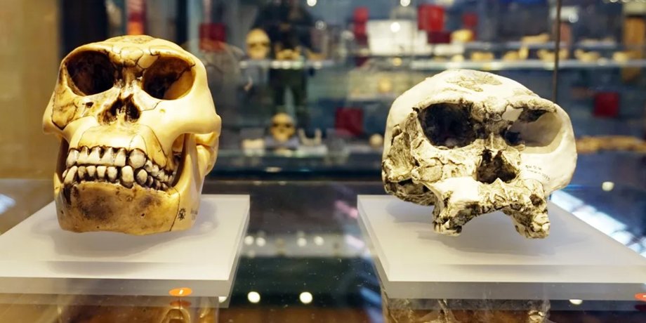 Homo habilis