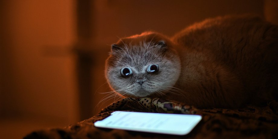 коти активність котів