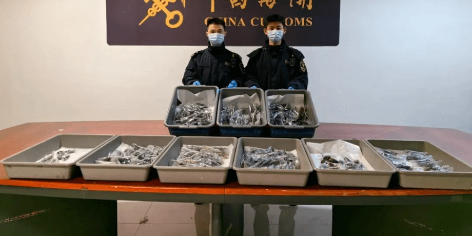 Женщина пыталась провезти насекомых через аэропорт, жуки, инопланетные жуки, пыталась спрятать, контрабанда, экзотические животные
