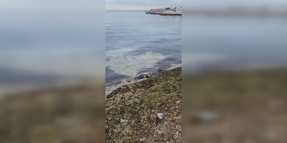 Дельфин, гибель, Севастополь, пляж, Черное море, экология, Крым, война в Украине, фото