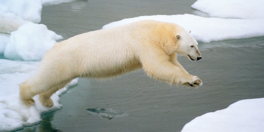 Фото: Greenpeace.ru