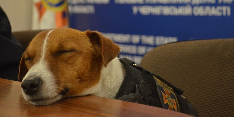 Пес Патрон, новая марка, Укрпочта выпустит марку, Игорь Смелянский, разминирование Украины