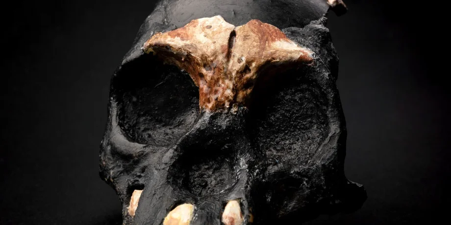 череп, южная африка, останки, Homo naledi