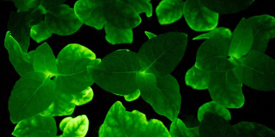 Фото: Planta