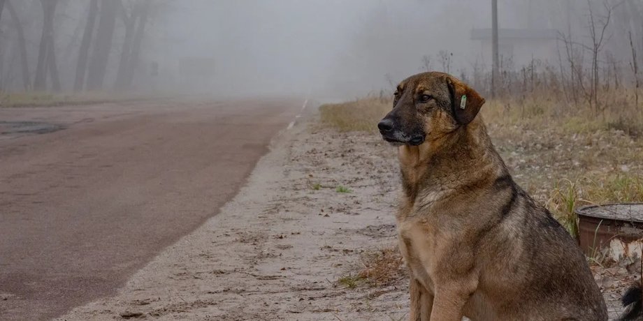 Собака