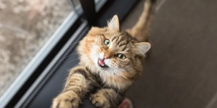 кошка