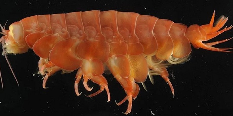 Eurythenes atacamensis
