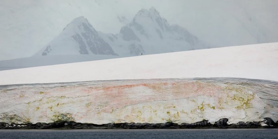 водоросли, ледниковые водоросли