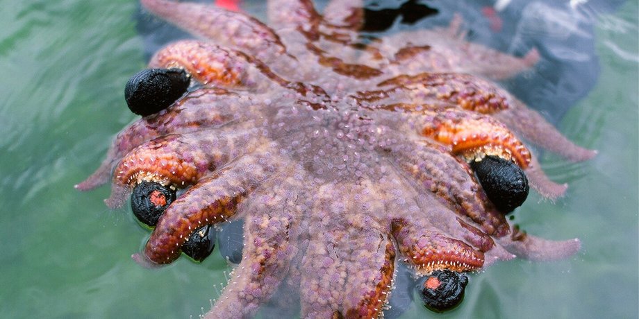 морские звезды пожирают морских ежей