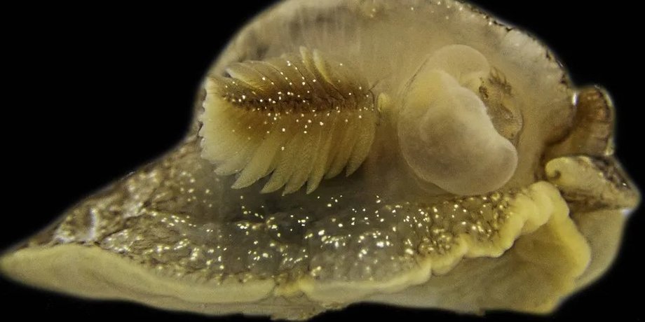 морський слимак, морський слимак новий вид