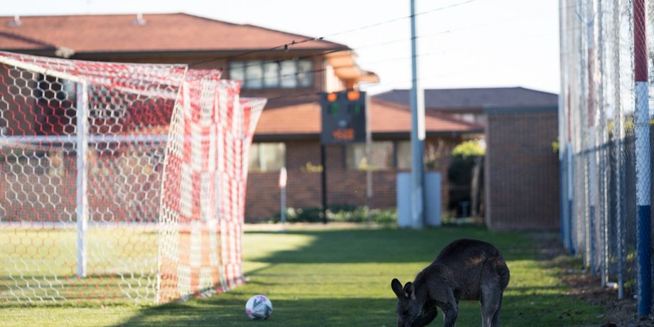 Фото: twitter.com/CapitalFootbal
