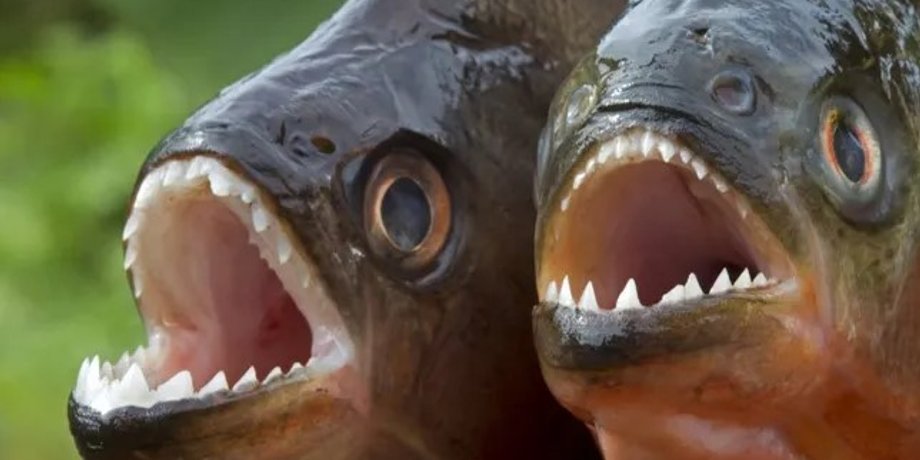 піраньї, риби, зуби піраньї