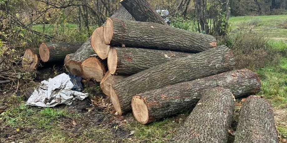 Вырубленные деревья в лесу