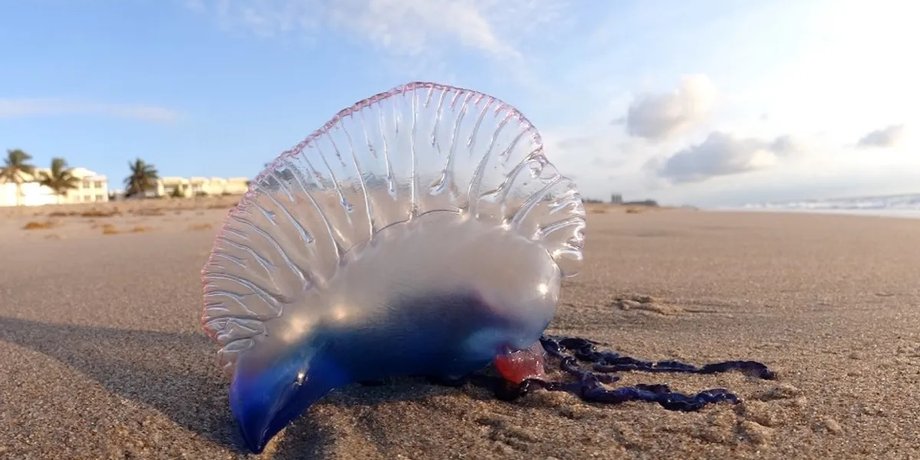 медузи, португальський кораблик